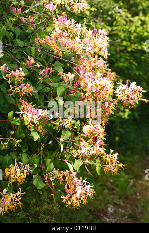 Perfoliate chèvrefeuille (Lonicera caprifolium) à bord d'une forêt de floraison. Sur le Causse de Gramat, Lot, France. Banque D'Images