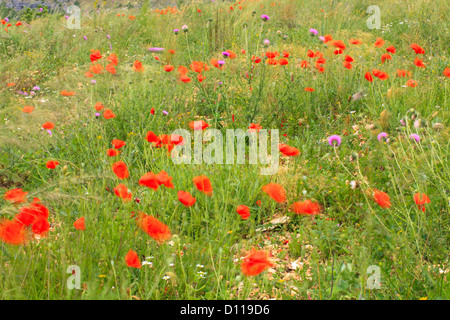 Sol perturbé l'habitat avec la floraison des coquelicots de maïs (Papaver rhoeas) et le musc Chardon (Carduus nutans) par un jour de vent. La France. Banque D'Images