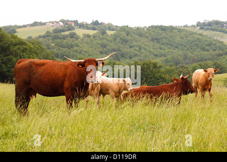 Salers vaches et veaux. Lot Région, France. Juin Banque D'Images