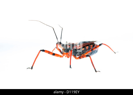 Bug Assassin rouge (Rhynocoris iracundus). Insecte photographié sur un fond blanc sur un studio portable. La France. Juin Banque D'Images