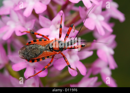 Bug Assassin rouge (Rhynocoris iracundus) des profils sur les fleurs d'une orchidée pyramidale (Anacamptis pyramidalis). La France. Banque D'Images