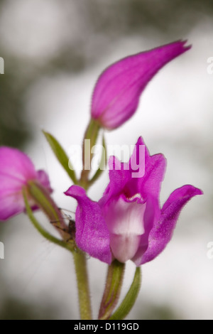 Fleur de Red Helleborine (Cephalanthera rubra). Sur le Causse de Gramat, Lot, France. De juin. Banque D'Images