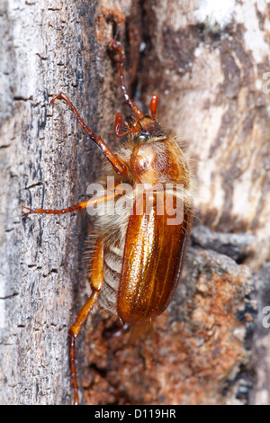 Couverture d'été ou beetle bug Juin (Amphimallon solstitialis) adulte reposant sur un tronc d'arbre. Sur le Causse de Gramat, France. Banque D'Images