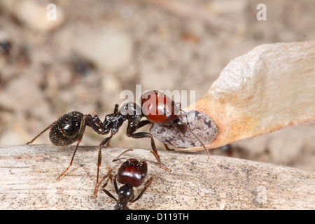 Harvester ant (Messor barbara) portant un travailleur médian des semences de pin. Chaîne des Alpilles, Provence, France. Banque D'Images