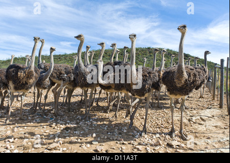 Autruche ferme commerciale, Oudtshoorn, Western Cape, Afrique du Sud Banque D'Images