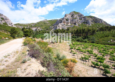 Vignoble et collines calcaires. Chaîne des Alpilles, Bouches-du-Rhône, Provence, France. De juin. Banque D'Images