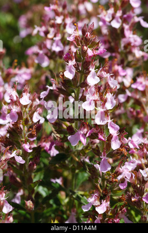 Wall Germander Teucrium chamaedrys (floraison). Chaîne des Alpilles, Bouches-du-Rhône, Provence, France. De juin. Banque D'Images