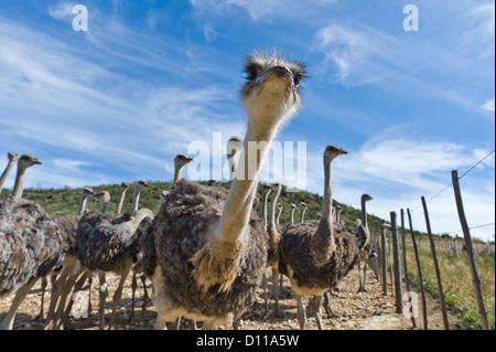 Autruche ferme commerciale, Oudtshoorn, Western Cape, Afrique du Sud Banque D'Images