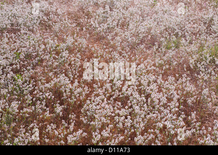 Haresfoot trèfle (Trifolium arvense) masse la floraison. Bouches-du-Rhône, Provence, France. De juin. Banque D'Images