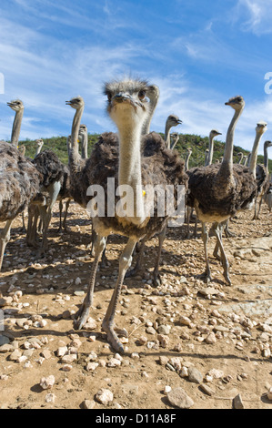 Autruche ferme commerciale, Oudtshoorn, Western Cape, Afrique du Sud Banque D'Images