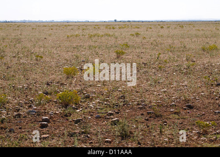 Habitat - Stony à sec de steppe la Réserve Naturelle Coussouls de Crau. Peau de Meau grange. Bouches-du-Rhône, Provence, France. Banque D'Images