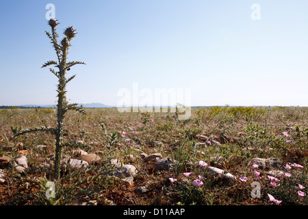 Habitat - Stony à sec de steppe la Réserve Naturelle Coussouls de Crau. Peau de Meau grange. Bouches-du-Rhône, Provence, France Banque D'Images