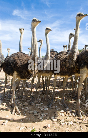 Autruche ferme commerciale, Oudtshoorn, Western Cape, Afrique du Sud Banque D'Images