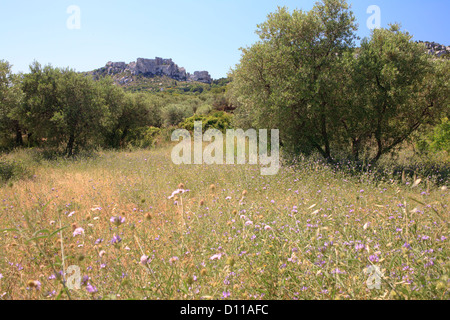 Fleurs sauvages dans une olive (Olea europea) verger au-dessous du Château des Baux, Les Baux-de-Provence, Bouches-du-Rhône, Provenc. Banque D'Images