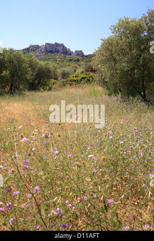 Fleurs sauvages dans une olive (Olea europea) verger au-dessous du Château des Baux, Les Baux-de-Provence, Bouches-du-Rhône, Provence. Banque D'Images