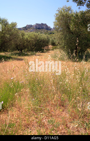 Olivier (Olea europea) verger au-dessous du Château des Baux, Les Baux-de-Provence, Bouches-du-Rhône, Provence, France. De juin. Banque D'Images