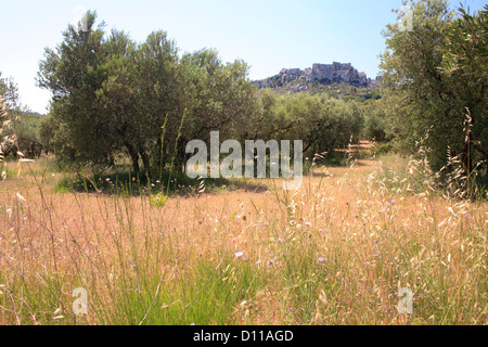 Olivier (Olea europea) verger au-dessous du Château des Baux, Les Baux-de-Provence, Bouches-du-Rhône, Provence, France. De juin. Banque D'Images