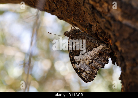 L'ombre des bois (papillon) Clotilde fagi. reposant sur un pin. Chaîne des Alpilles, Bouches-du-Rhône, Provence, France. Banque D'Images