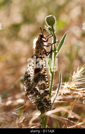 Antlion (Palpares libelluloides) perché sur une plante dans une oliveraie. Chaîne des Alpilles, Bouches-du-Rhône, Provence. Banque D'Images