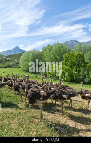 Autruche ferme commerciale, Oudtshoorn, Western Cape, Afrique du Sud Banque D'Images