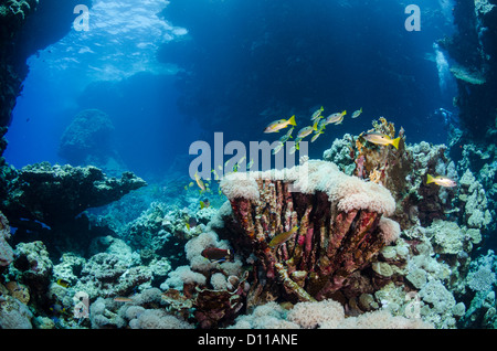 Sha'ab Claudia, hamata, Egypte, Mer Rouge, Océan Indien Banque D'Images