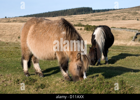 Devon, poneys Dartmoor, Banque D'Images