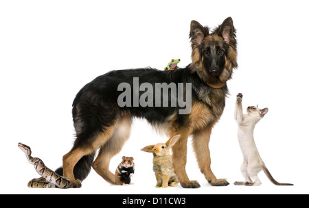 Groupe d'animaux domestiques et animaux sauvages contre fond blanc Banque D'Images