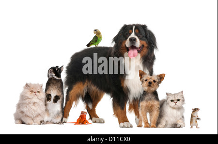 Groupe d'animaux domestiques et animaux sauvages contre fond blanc Banque D'Images