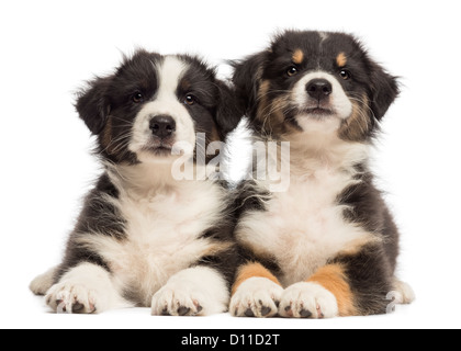 Deux chiots berger australien, 2 mois, couché et regardant la caméra contre fond blanc Banque D'Images