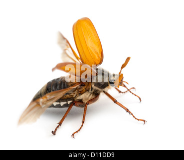 Catégorie : hommes, Melolontha melolontha, connu sous le nom de bug, peut-être Mitchamador, Billy sorcière ou Spang beetle, against white background Banque D'Images