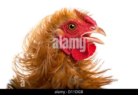 Rocé coq, un mélange de Pekin et Wyandotte, against white background Banque D'Images