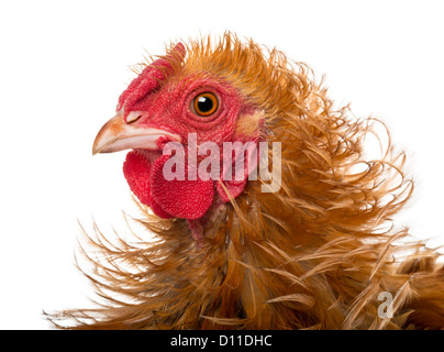 Rocé coq, un mélange de Pekin et Wyandotte, against white background Banque D'Images