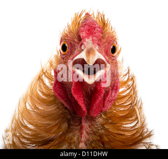 Rocé coq, un mélange de Pekin et Wyandotte, against white background Banque D'Images