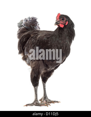 Australorp, âgé de 5 mois, standing against white background Banque D'Images