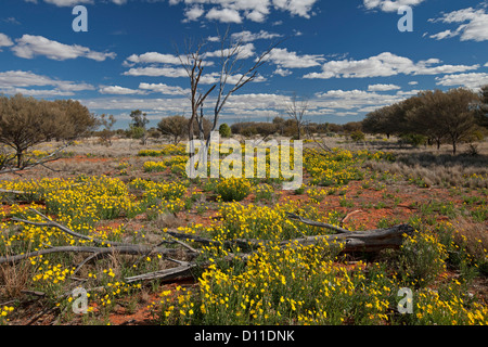 Australian Outback paysage avec fleurs jaune - Senencio - couvrant de vastes plaines près de Sturt National Park NSW Australie Banque D'Images