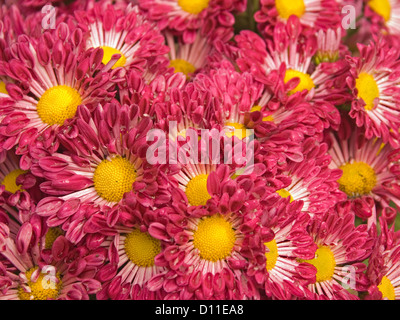 Grappe de fleurs rouges et jaunes du Chrysanthemum espèce avec des gouttes de pluie sur les pétales Banque D'Images