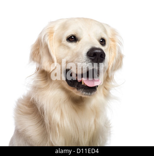 Golden retriever assis et à l'extérieur contre fond blanc Banque D'Images