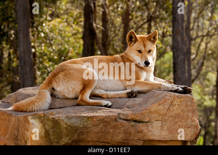 Dingo australien indigène - chien Canis lupus familiaris /- sur la roche dans une forêt à la faune près de Merimbula, NSW Australie Banque D'Images