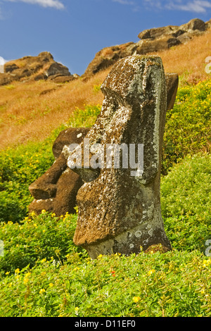 L'île de Pâques - statues moai - entouré de fleurs sauvages sur les pentes intérieures de Ranu Raraku, où ils ont été sculptés. Banque D'Images