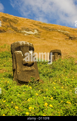 L'île de Pâques - statues moai - entouré de fleurs sauvages sur les pentes intérieures de Ranu Raraku, où ils ont été sculptés. Banque D'Images