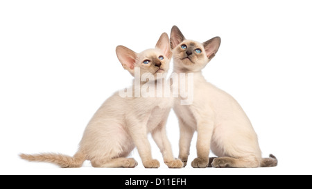 Deux chatons Oriental assis et à la recherche à fond blanc Banque D'Images