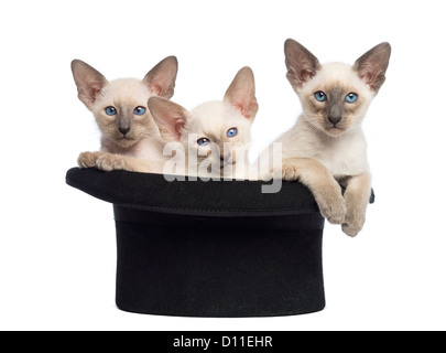 Trois chatons Oriental, 9 semaines, assis dans un top hat against white background Banque D'Images