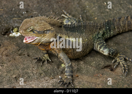 L'eau de l'Est - dragon Physignathus lesueurii - un lézard australien - à l'état sauvage sur la roche avec bouche ouverte Banque D'Images