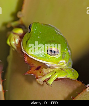 Rainette - Litoria caerulea - escalade de la tortue à feuilles d'un bromélia en Australie tropicale Banque D'Images