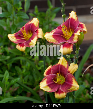 Grappe de fleurs jaune et rouge foncé de l'hémérocalle, Hemerocallis 'Aragon', avec des feuilles vert émeraude Banque D'Images