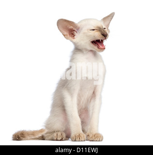 Oriental chaton, 9 semaines, assis et meowing against white background Banque D'Images