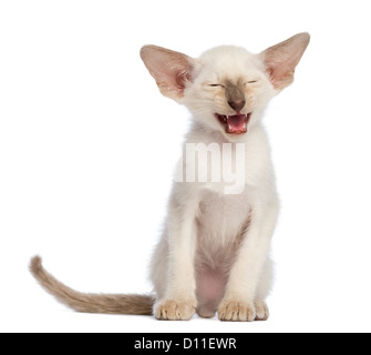 Oriental chaton, 9 semaines, assis et meowing against white background Banque D'Images