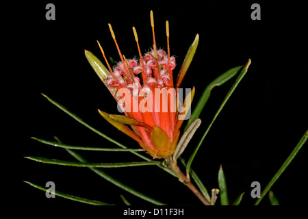 Lambertia formosa - fleurs - Fleurs sauvages / arbustes indigènes dans le Parc National de Morton à Bundanoon, NSW Australie Banque D'Images