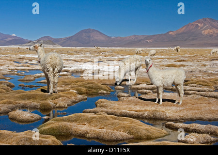 Les lamas paître dans les bofedales / zones humides de la salar de Suriri / salt lake dans le Parc National Lauca dans la cordillère des Andes, au Chili Banque D'Images