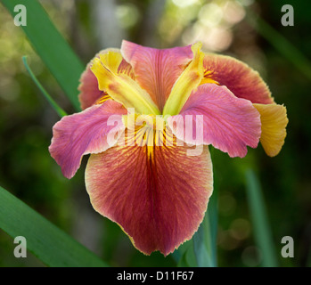 Iris Louisiane fleur avec pétales rouges et jaunes et feuillage vert émeraude Banque D'Images